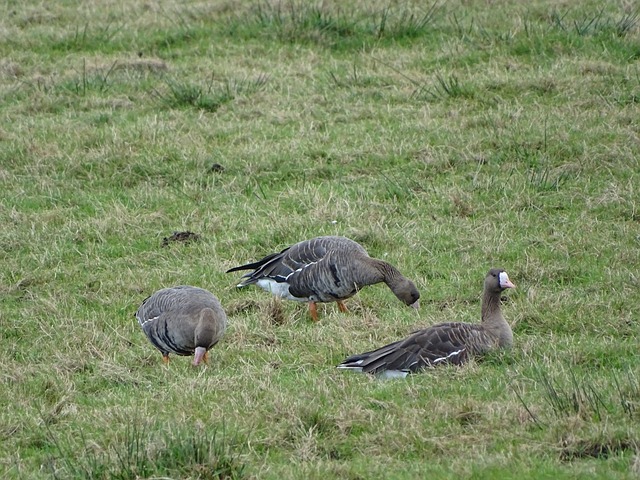 这对球队声 这对球队声
